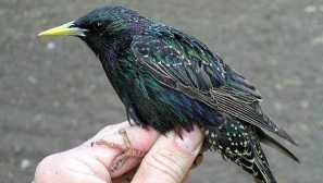 Отколкото можете да нахраняте каскателя у дома